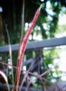 Closeup Natural Red Grass Flower.