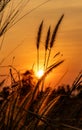 Roadside grasses are silhouetted against the setting sun