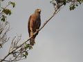 Roadside hawk in Costa Rica
