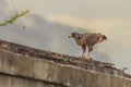 Roadside hawk looks out for prey. The roadside hawk Rupornis magnirostris is a relatively small bird of prey found in the Royalty Free Stock Photo