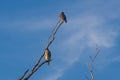 The Roadside Hawk is one of the most widespread raptors in the Americas