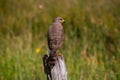 The Roadside Hawk is one of the most widespread raptors in the Americas