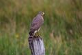 The Roadside Hawk is one of the most widespread raptors in the Americas
