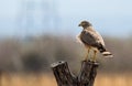 Roadside hawk perching on a tree