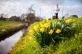 Roadside Narcis Royalty Free Stock Photo