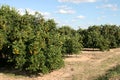 Roadside Orange Grove Royalty Free Stock Photo