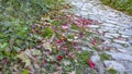 The roadside of the paved road is covered with red, yellow autumn leaves Royalty Free Stock Photo