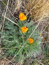 Roadside poppies Royalty Free Stock Photo