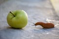 Roadside red slug crawling to the fallen Apple, a pest of orchards and gardens Royalty Free Stock Photo