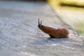 Roadside red slug in search of food, pest of gardens and vegetable gardens Royalty Free Stock Photo