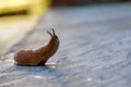 Roadside red slug in search of food, pest of gardens and vegetable Royalty Free Stock Photo