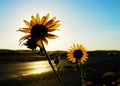 Roadside Sunflowers Royalty Free Stock Photo