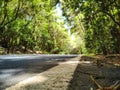 A Roadside Symphony: Discovering Serenity in the Forest's Embrace