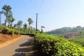 Roadside Tea Estate Royalty Free Stock Photo