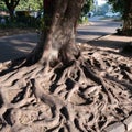 A roadside tree with the exposed woody roots