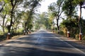 Roadside trees in India Royalty Free Stock Photo