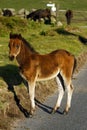 Roadside Wild Baby Horse, Dartmoor. Royalty Free Stock Photo