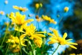 On the roadside wild calliopsis Royalty Free Stock Photo