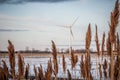 Phragmites communis Royalty Free Stock Photo