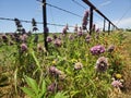 Roadside Wildflowers 2