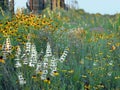 Roadside wildflowers