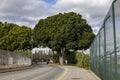 Roadway on background of trees in Churriana, Malaga, Spain Royalty Free Stock Photo