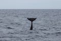 Long finned pilot whale tail over the sea level.