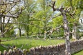 Roadway with a row of pollarded trees in front of a dry stone wall Royalty Free Stock Photo