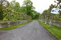 Roadway with a row of pollarded trees in front of a dry stone wall at an English country house Royalty Free Stock Photo