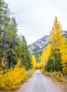 Roadway surrounded by fall colours at Mount Baldy Pass. Bow Valley Wilderness Area Alberta Canada Royalty Free Stock Photo