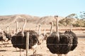 Roaming around the ostrich farm. Still life shot of a flock of ostriches on a farm.