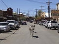 Roaming burro in Oatman, Arizona, August 2014