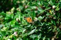 New seasons butterfly`s monarch letting me take pictures Royalty Free Stock Photo