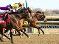 Blinkers On -New Years Day at Aqueduct Royalty Free Stock Photo