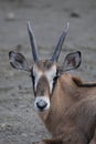 Roan antelope Royalty Free Stock Photo