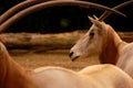 Roan Antelope