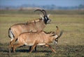 The Roan Antelope. Royalty Free Stock Photo