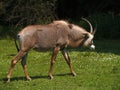 Roan Antelope