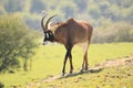 Roan antelope