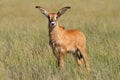 A small roan antelope calf in open grassland, Mokala National Park, South Africa Royalty Free Stock Photo