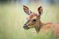 roan antelope calf lying in grass
