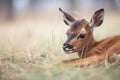 roan antelope calf lying in the grass