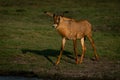 Roan antelope crosses grass plain casting shadow