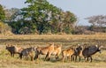 Roan antelope. Royalty Free Stock Photo