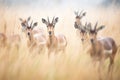 roan antelope herd moving through misty grassland Royalty Free Stock Photo