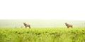 Roan Antelope on the Hills Royalty Free Stock Photo