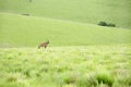 Roan Antelope on the Hills Royalty Free Stock Photo