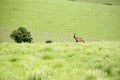 Roan Antelope on the Hills Royalty Free Stock Photo