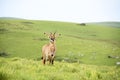 Roan Antelope on the Hills of Nyika Plateau Royalty Free Stock Photo