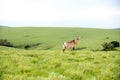 Roan Antelope on the Hills of Nyika Plateau Royalty Free Stock Photo